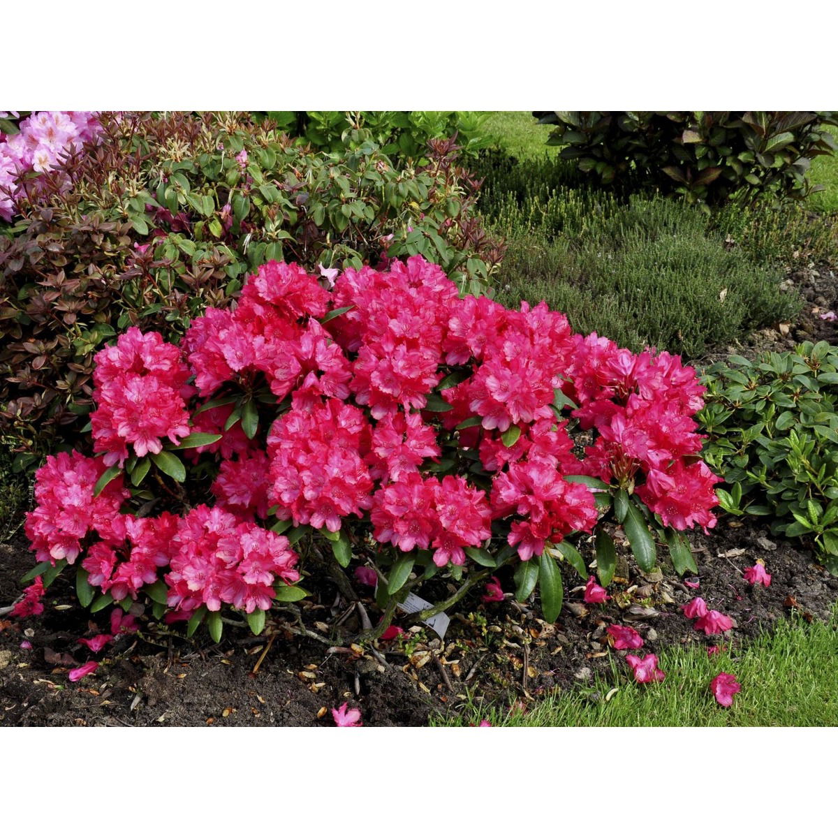 (yak.) &apos;Astrid&apos;