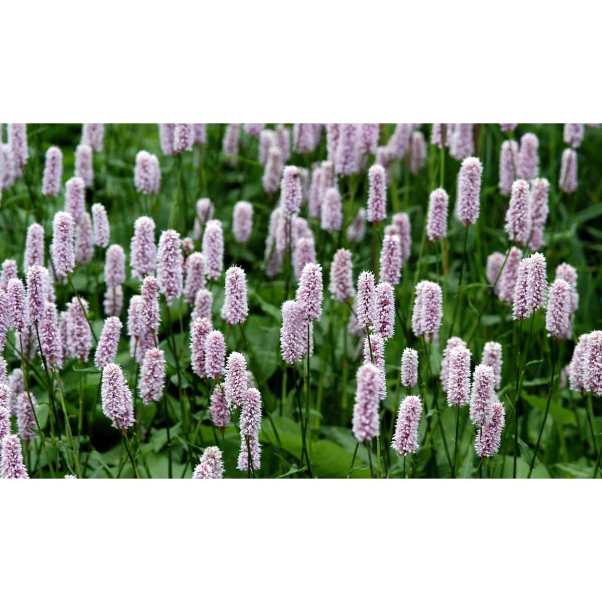 Slangeurt &apos;Superba&apos;