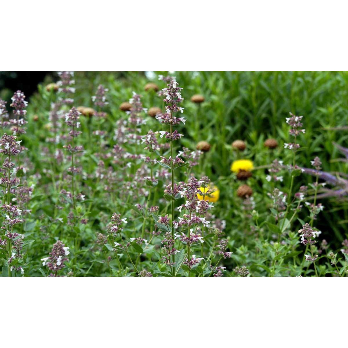 Rosa Blåkant &apos;Dawn to Dusk&apos;