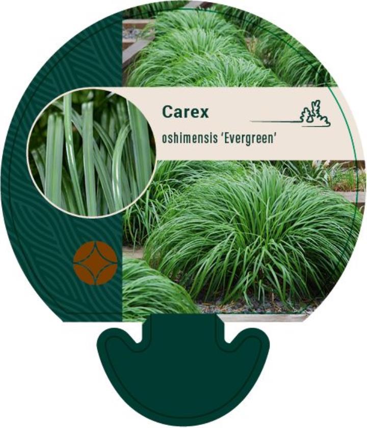 Star 'Evergreen' - Potte 0,8 Liter