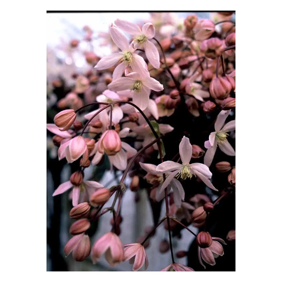 Stedsegrøn Klematis &apos;Apple Blossom&apos;