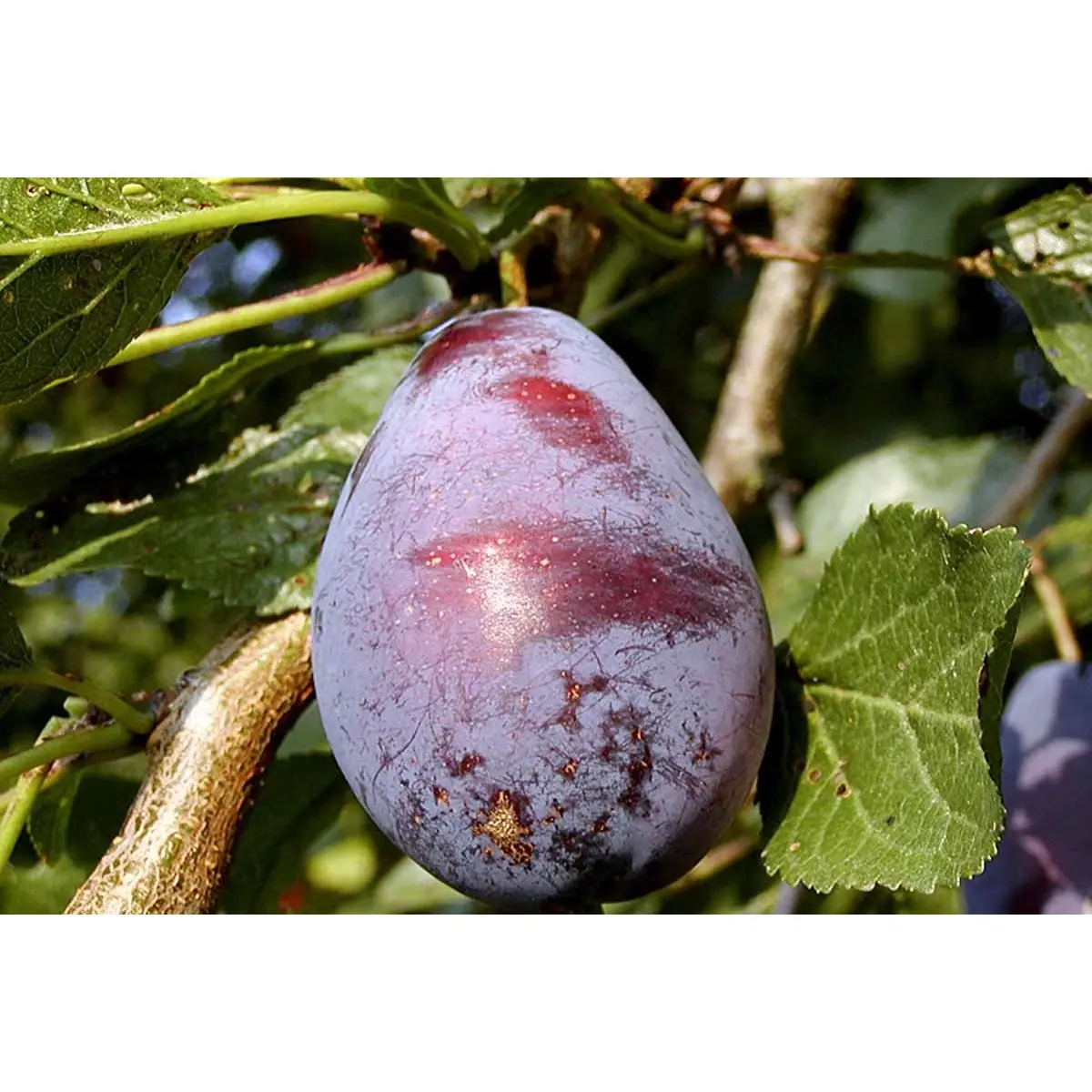 Blomme &#39;Stanley&#39; - Havefrugttræ Potte 7,5 liter 150-175 cm