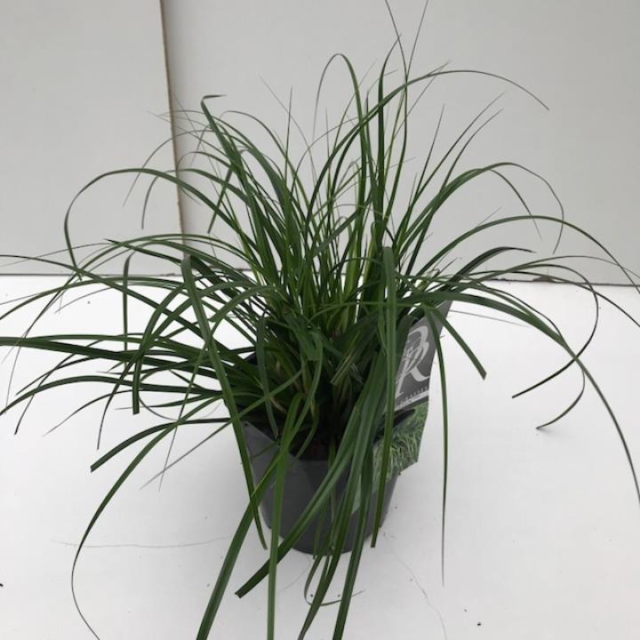 Star 'Evergreen' - Potte 2,0 liter