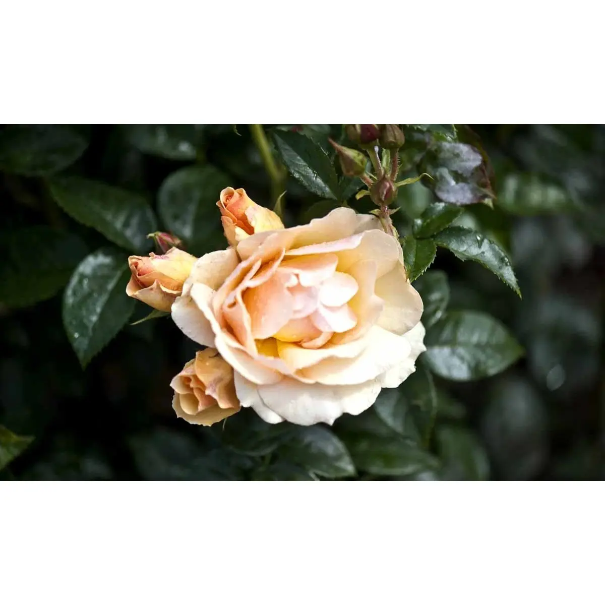 'Hansestadt Rostock'®