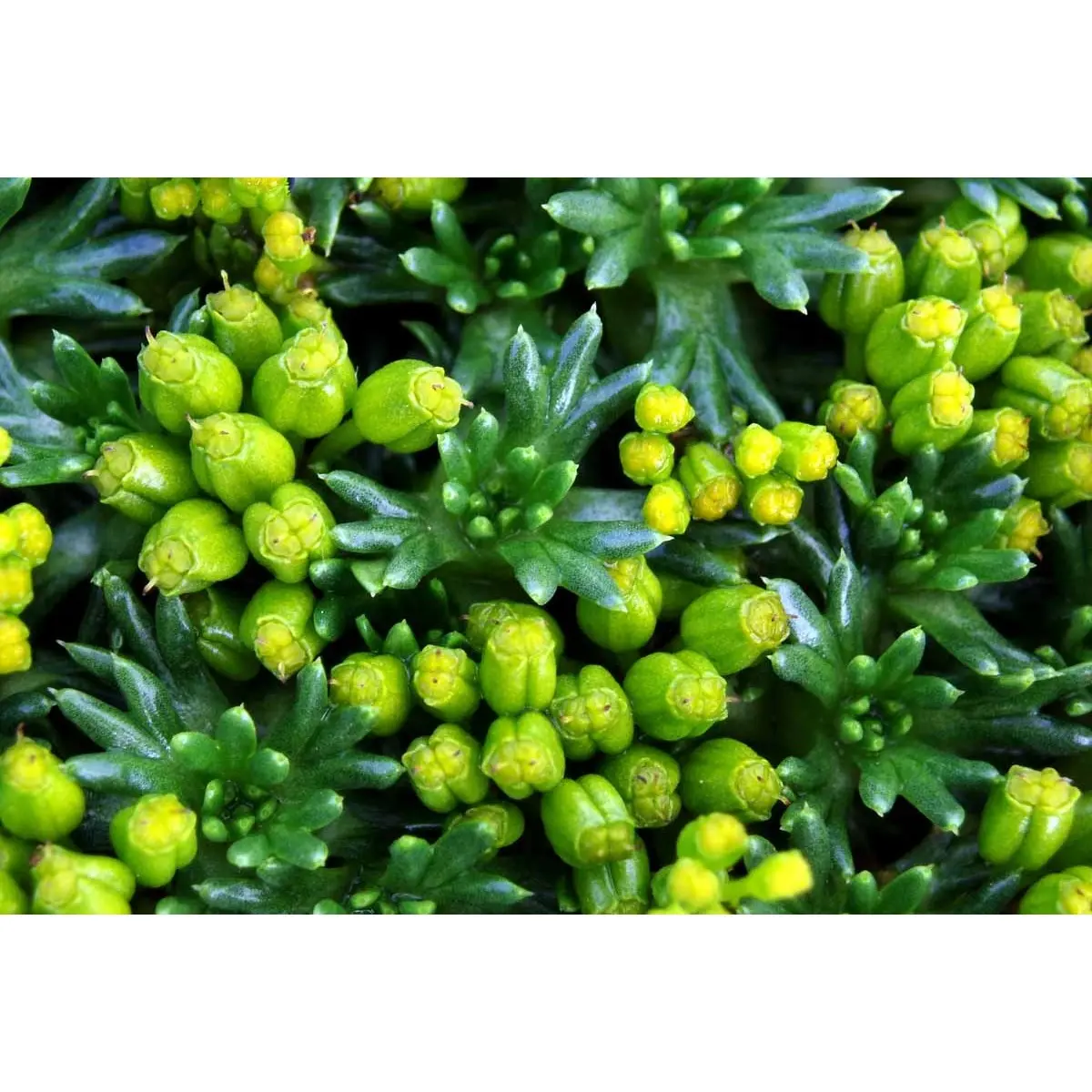 Gummipude 'Elliotts Varietet' - Potte 1 liter
