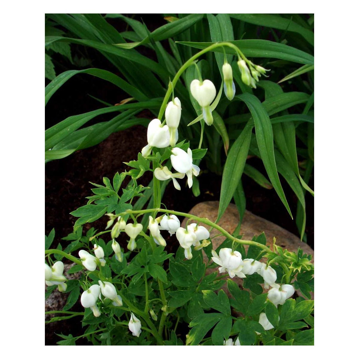 Løjtnantshjerte &apos;Alba&apos;