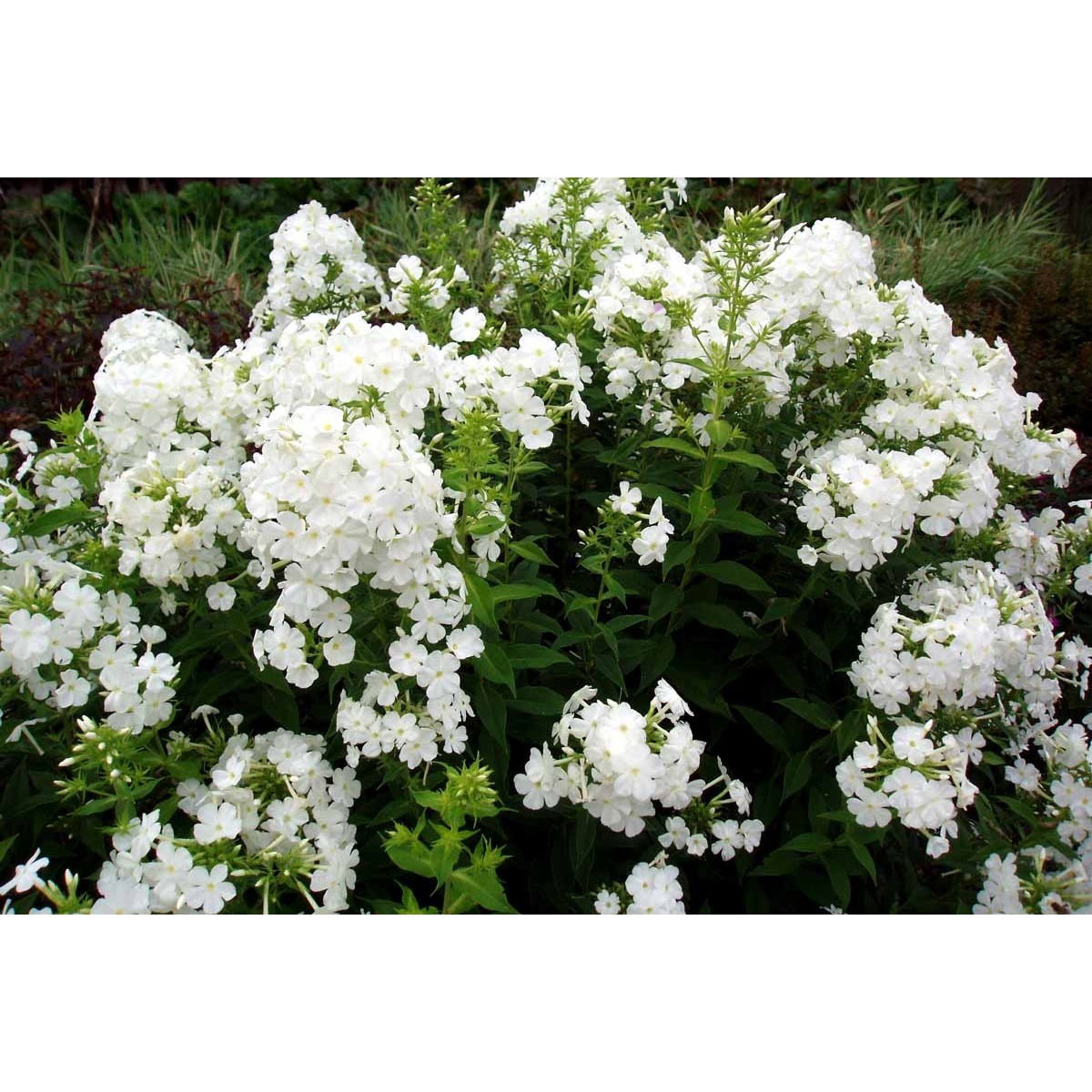 Høstfloks &apos;Fujiyama&apos;