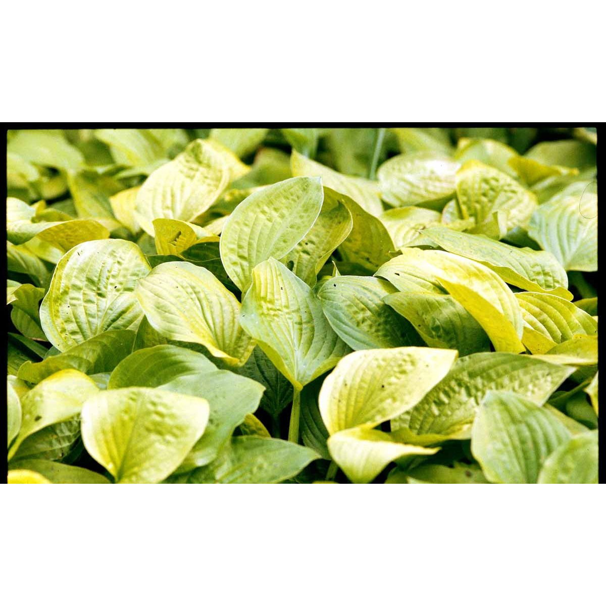 Funkia &apos;August Moon&apos;