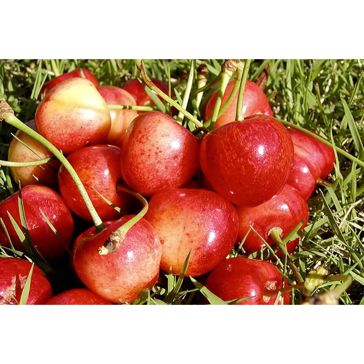 Sød Kirsebær &#39;Büttners Rote&#39; kræver bestøver - Havefrugttræ Potte 7,5 liter 150-175 cm