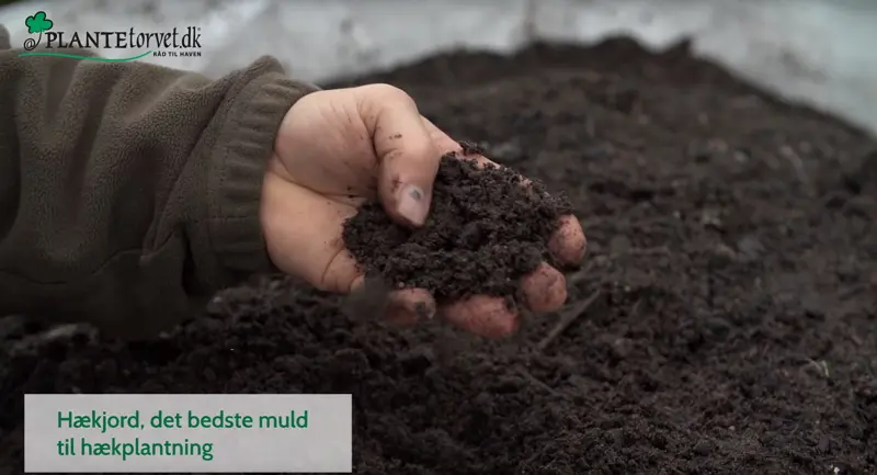 Hækmuld, den bedste muld til plantning af hæk