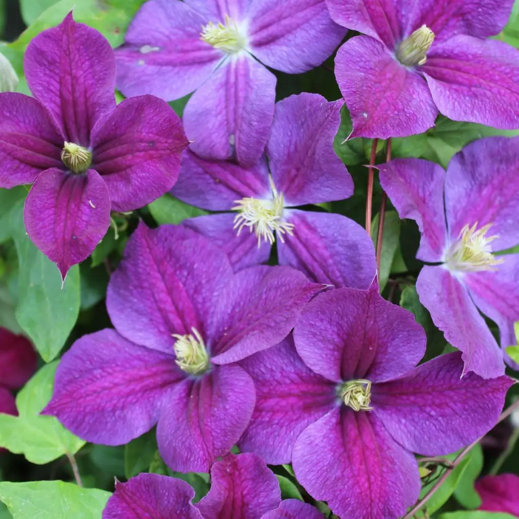 Klematis star of india