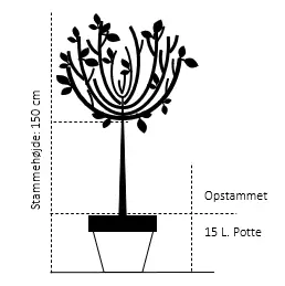 Kugleløn / Kugleahorn