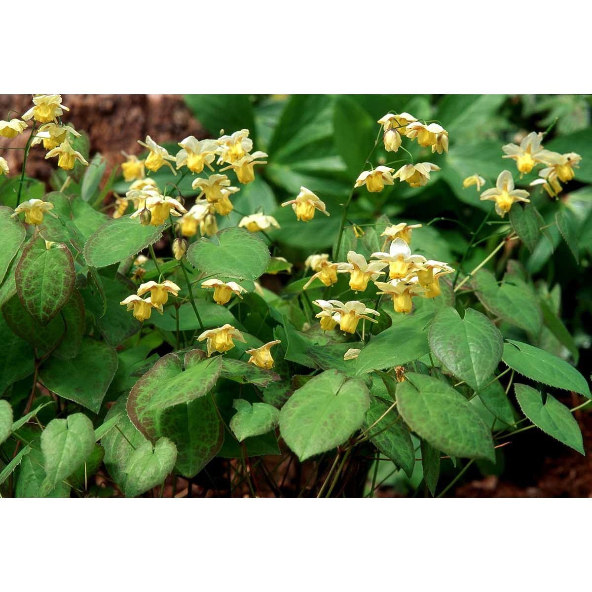 Bispehue 'Sulphureum' - Potte 0,8 Liter