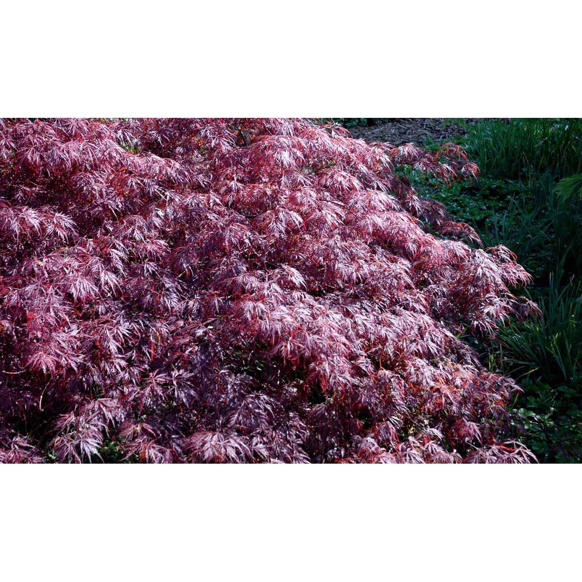 Japansk Dværgahorn &apos;Garnet&apos;