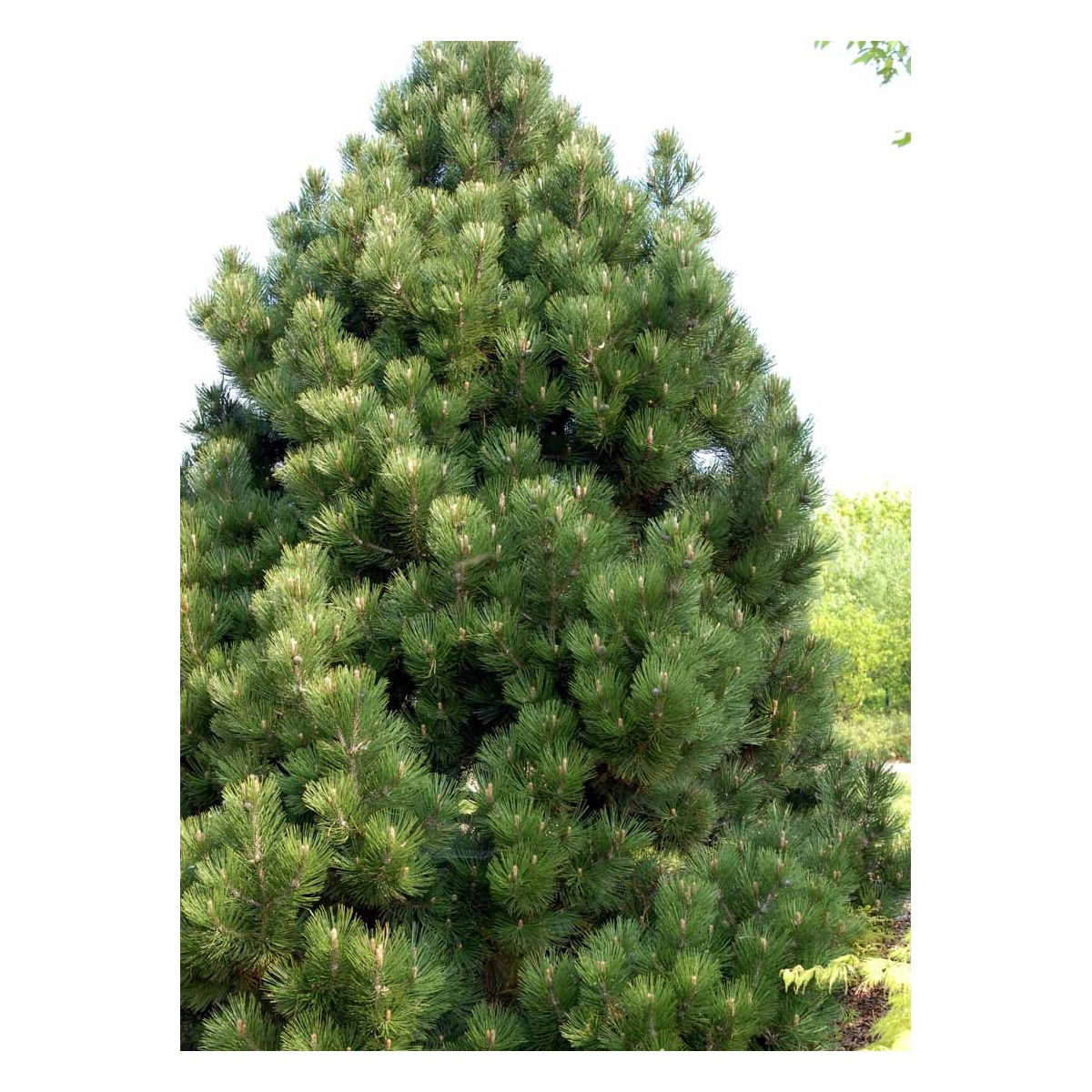 Slangeham Fyr &apos;Malinki&apos;