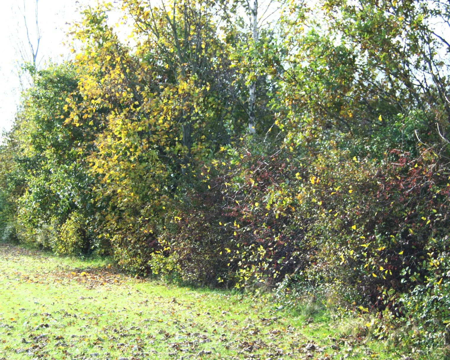 Læhengspakke til 30 meter.
