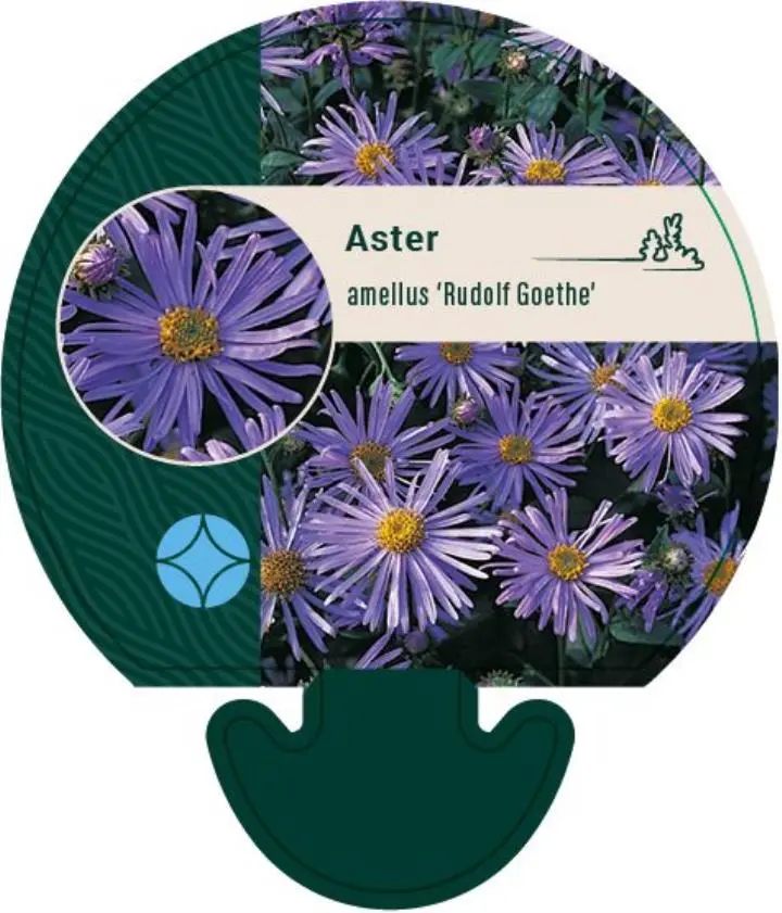 Amellusasters - Potte 0,8 Liter