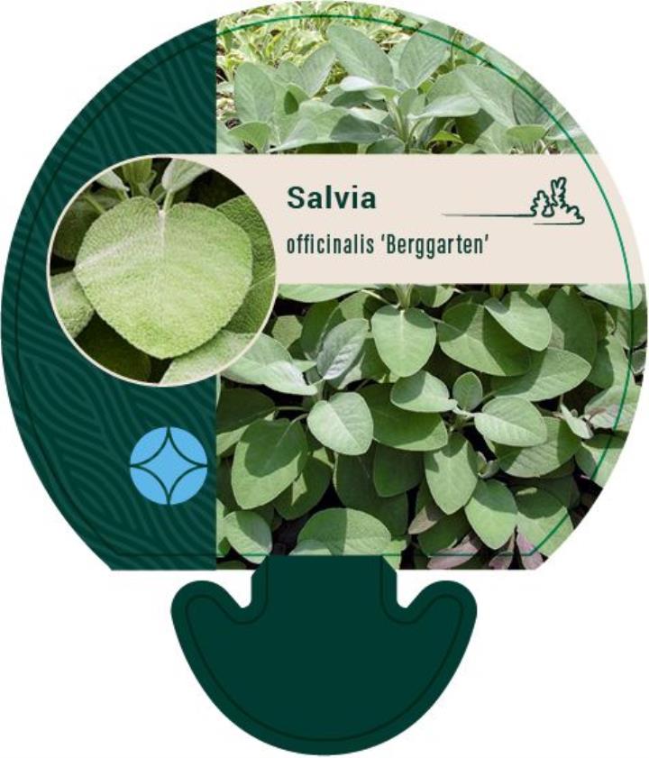 Salvie 'Berggarten' (Storbladet) - Potte 0,8 Liter