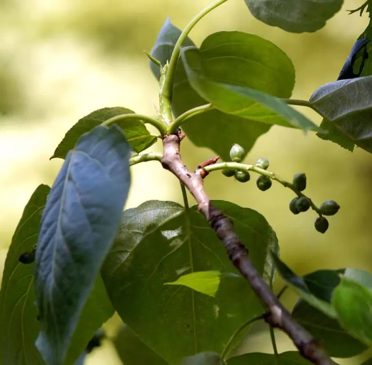 Vestamerikansk Balsampoppel &apos;OP42&apos;