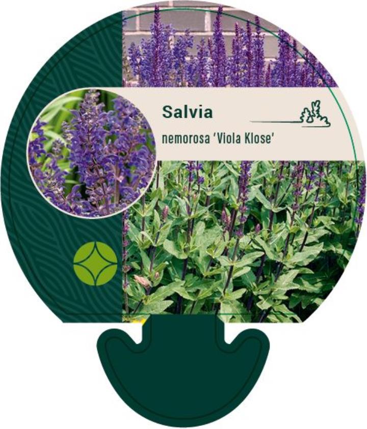 Staude-Salvie 'Viola Klose' - Potte 0,8 Liter