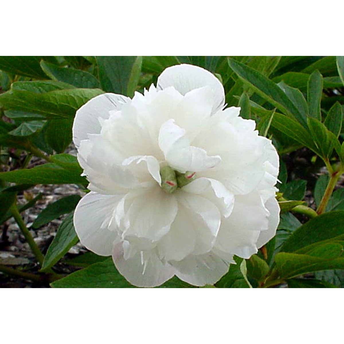 Bonderose &apos;Alba Plena&apos;