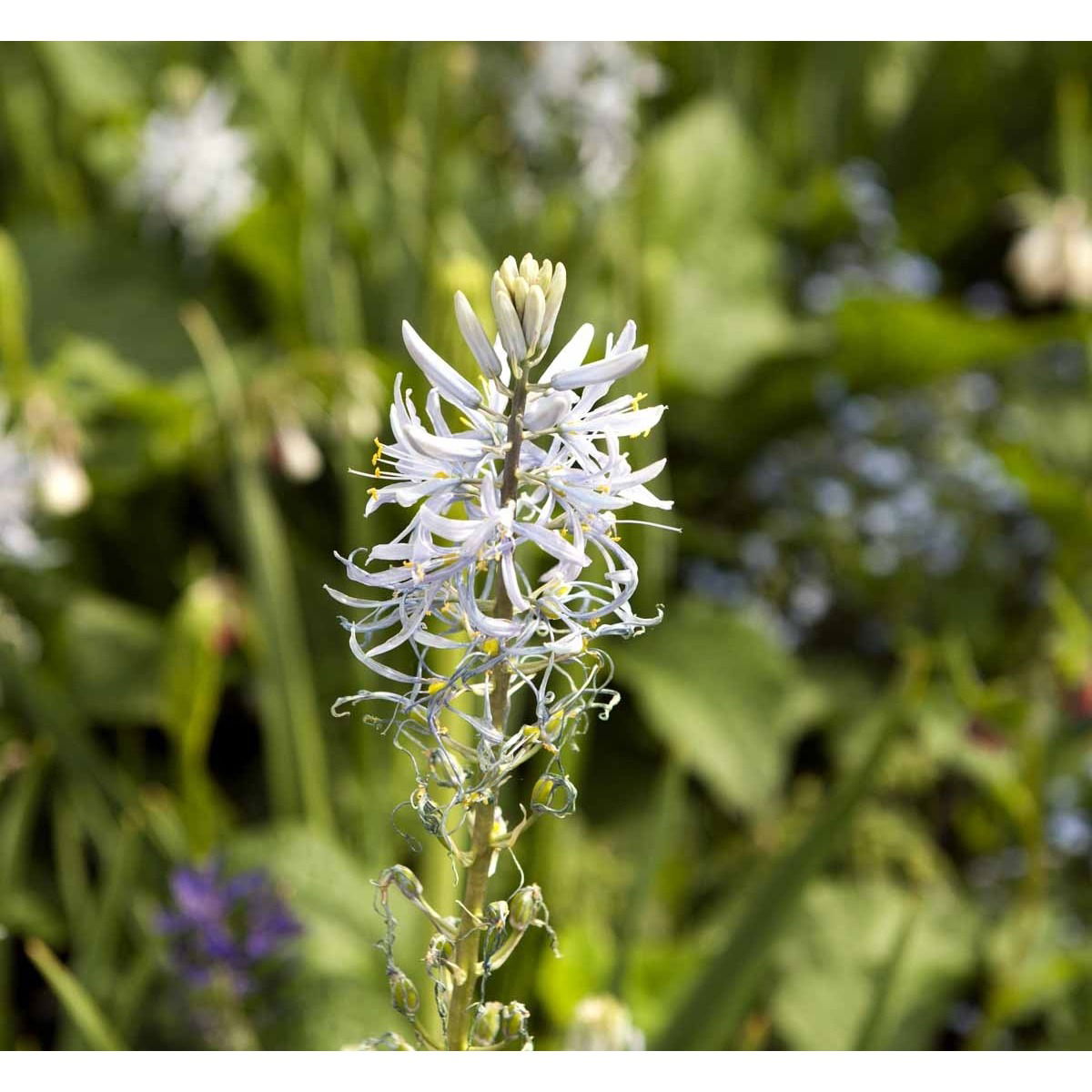 Prærielilje &apos;Semiplena&apos;