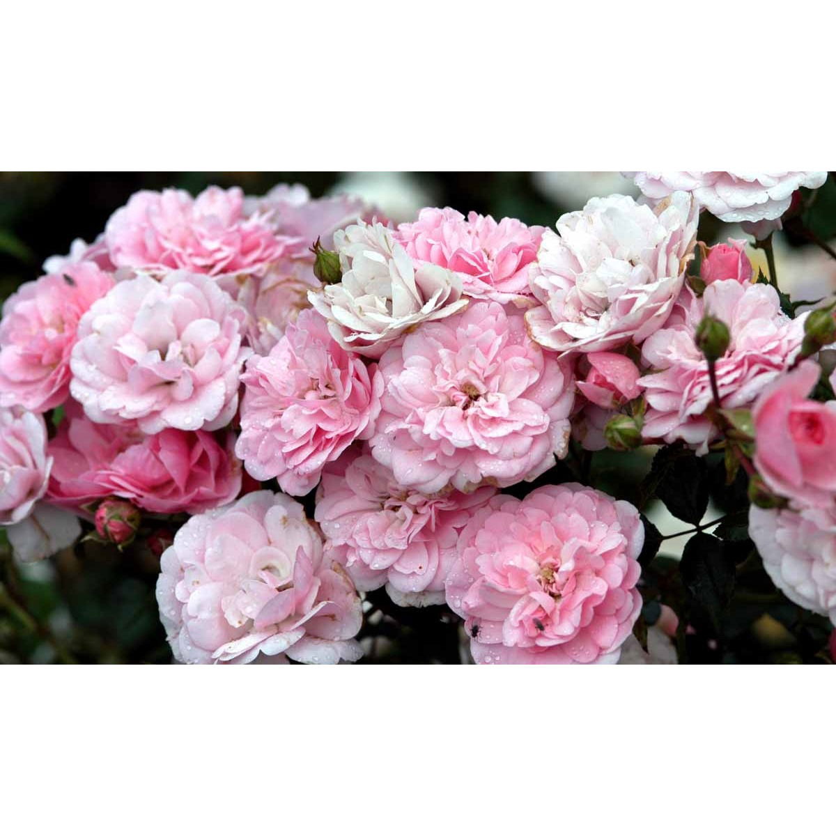 &apos;Bonica 82&apos;