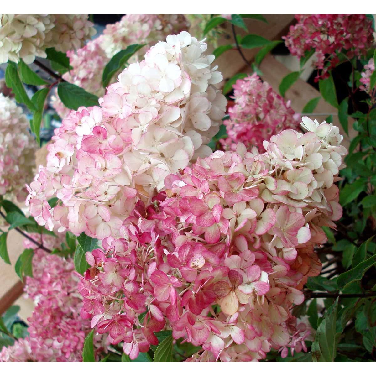 Syrén-Hortensia  &apos;Vanille Fraise&apos;