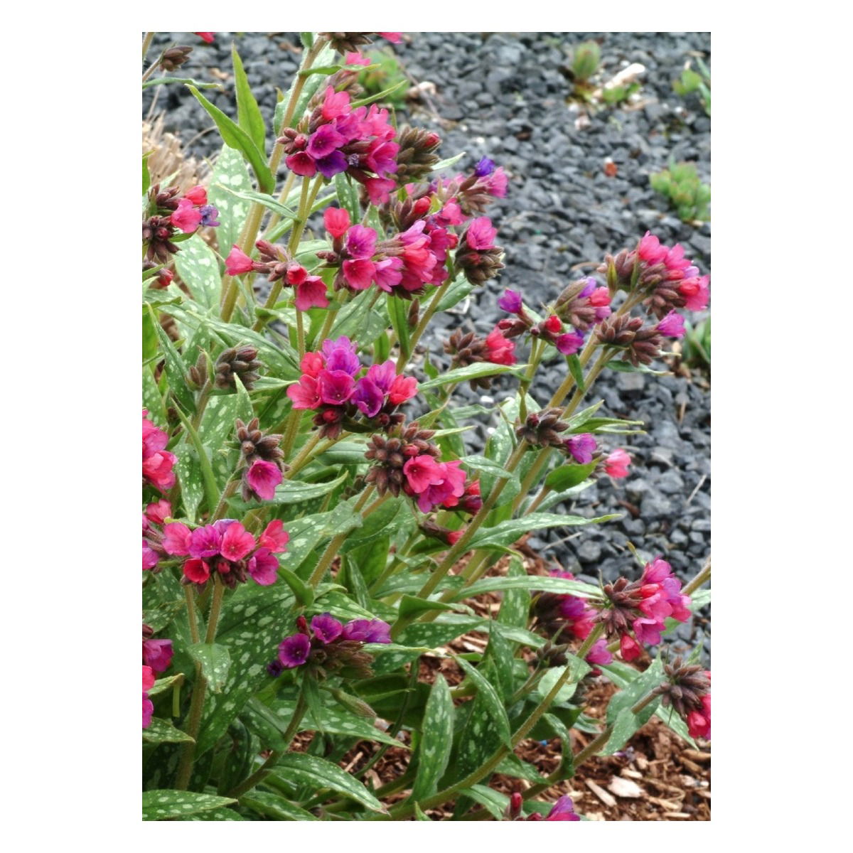 Lungeurt &apos;Raspberry Splash&apos;