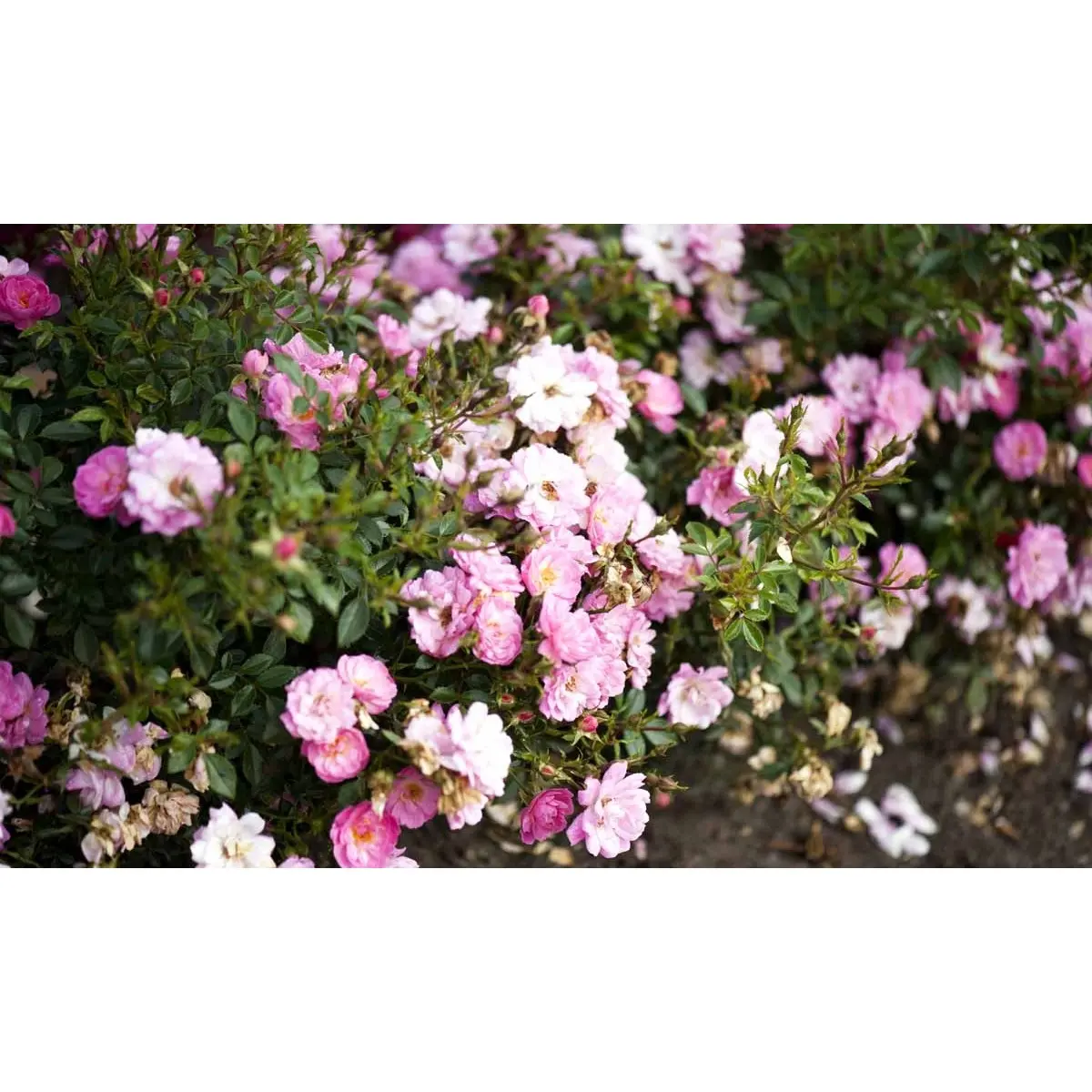 &apos;Easy Cover&apos;®