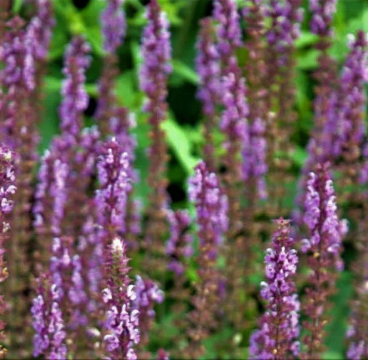 Staudesalvie &apos;Amethyst&apos;