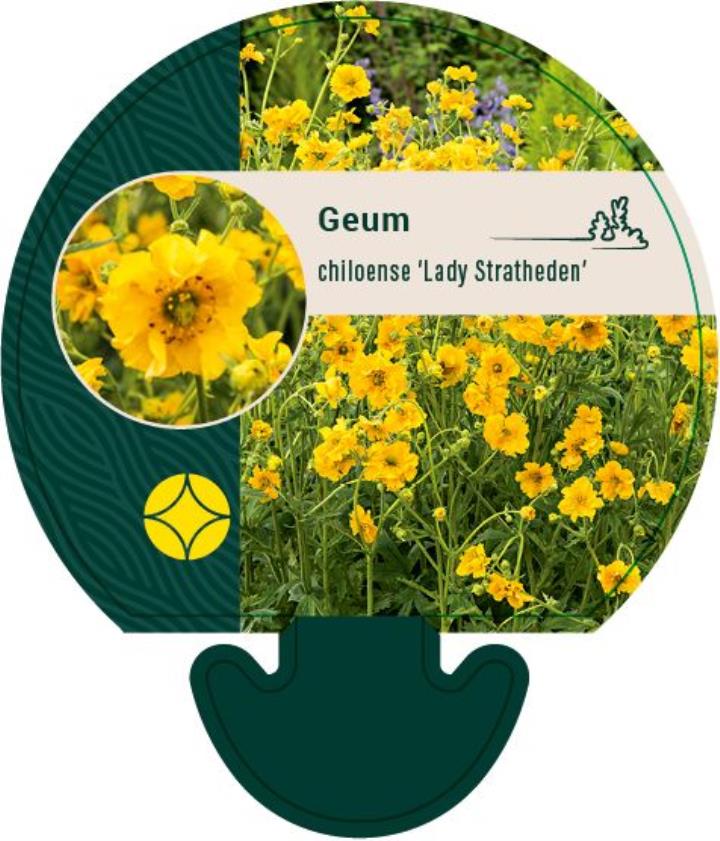 Nellikerod 'Lady Stratheden' - Potte 0,8 Liter