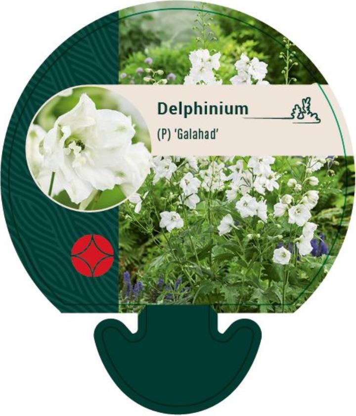 Ridderspore 'Galahad' - Potte 0,8 Liter