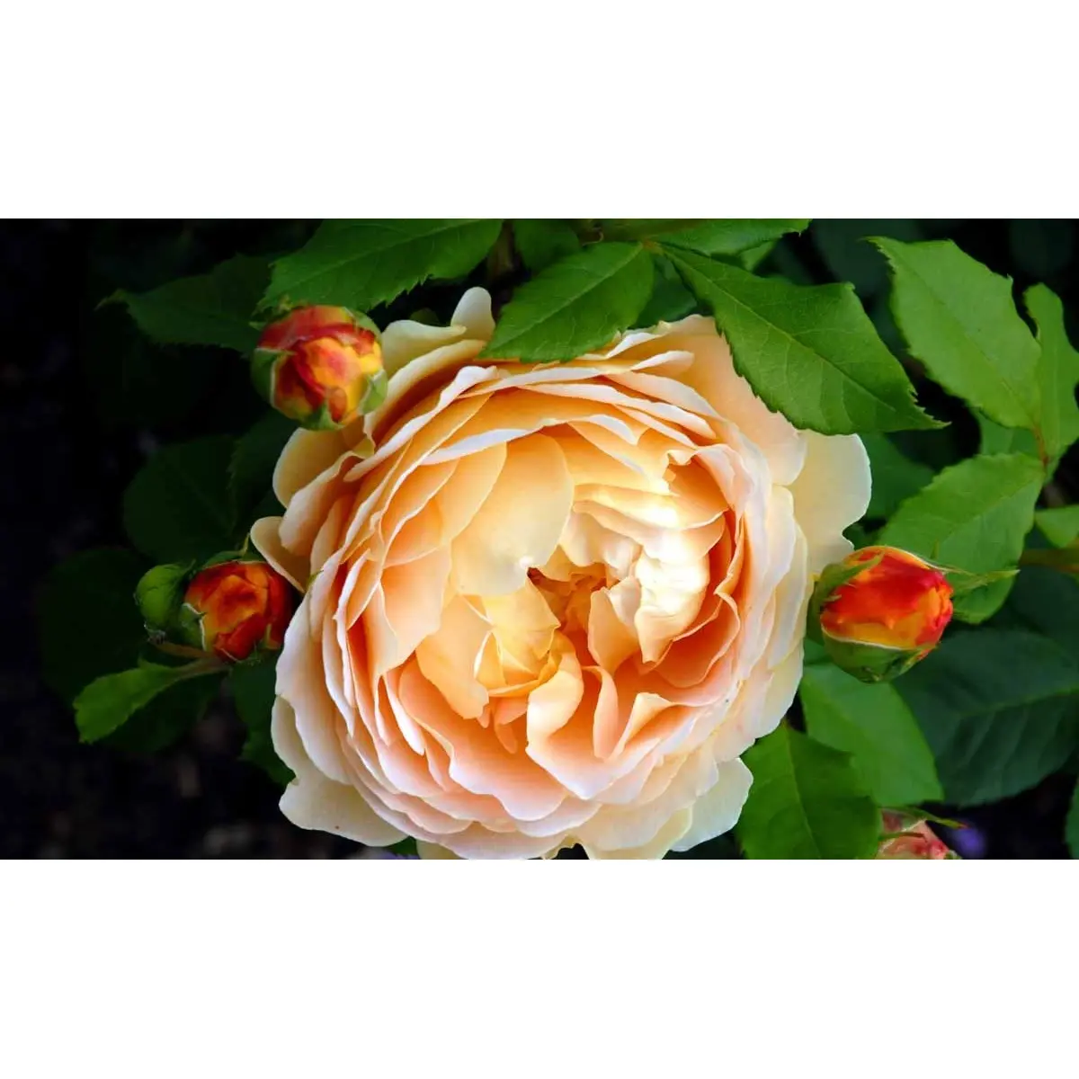 &apos;Golden Celebration&apos;