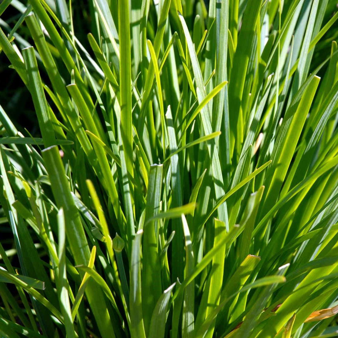 Kinaløg Garlic Oriental