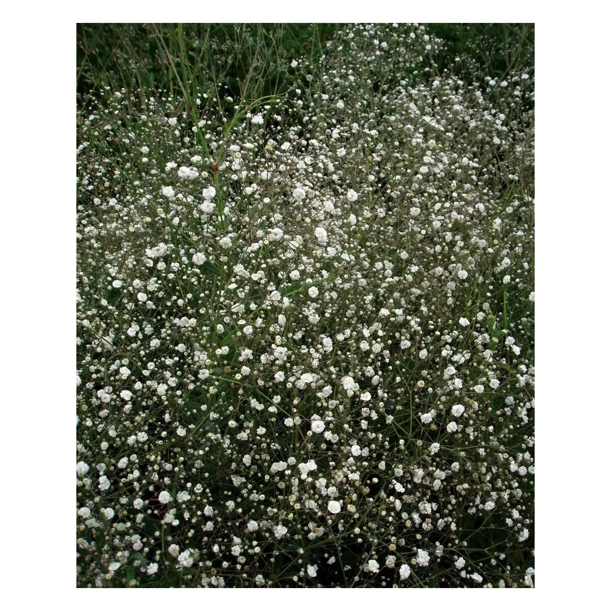 Brudeslør 'Bristol Fairy' - Potte 2,0 liter