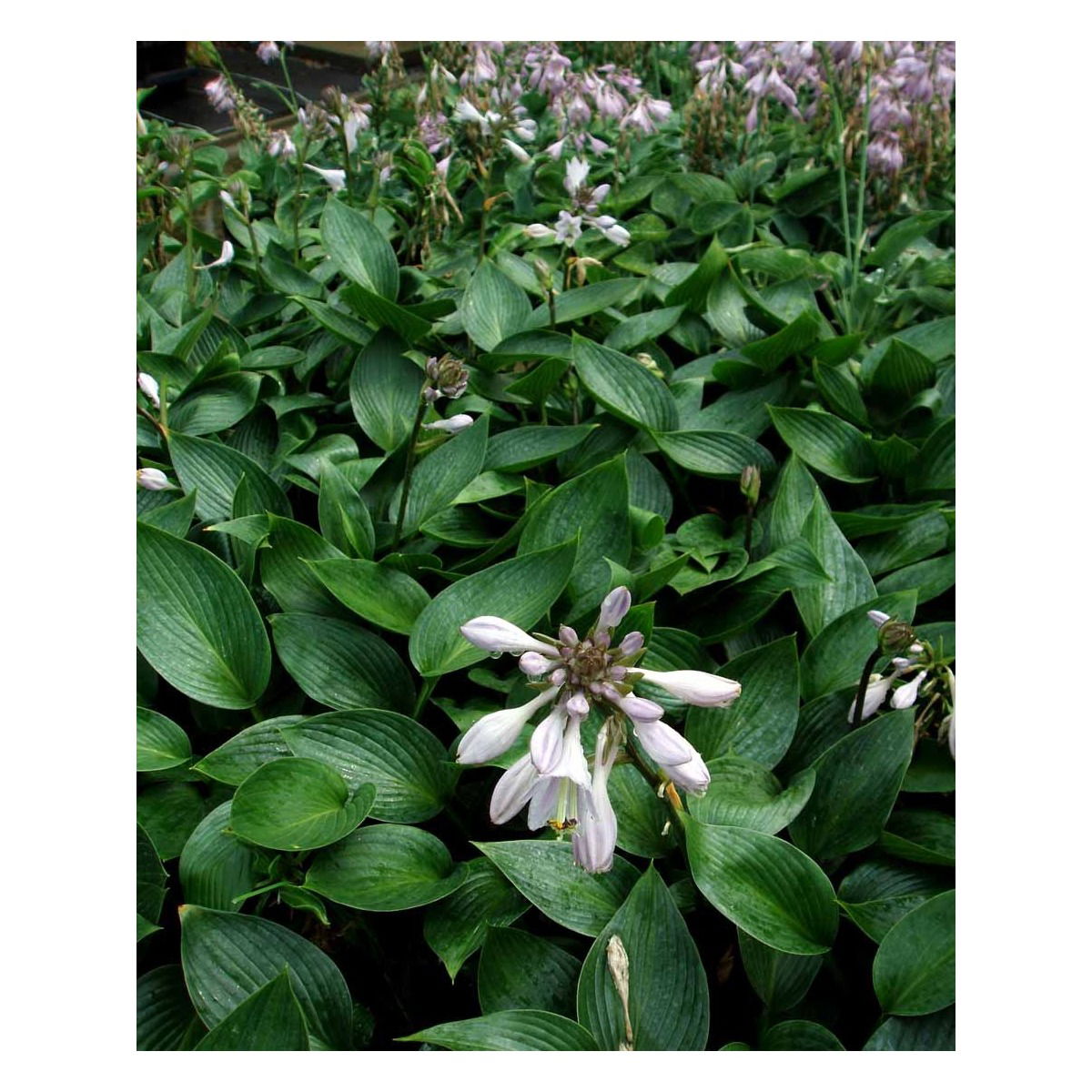 Funkia &apos;Devon Green&apos;