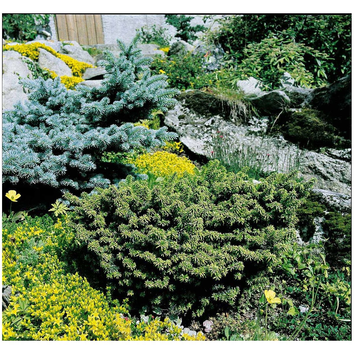 Dværgbalsamgran &apos;Nana&apos;