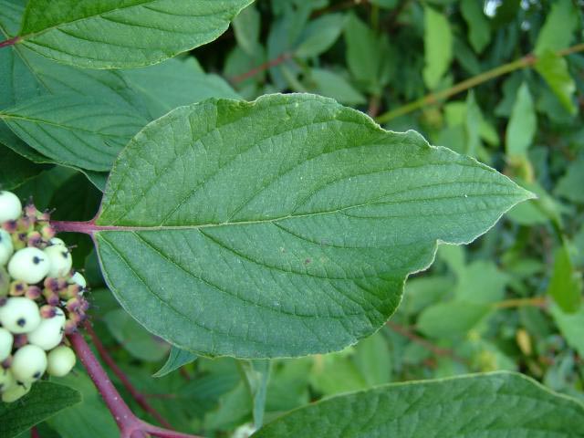 Cornus alba, Hvid Kornel til hæk, Hurtigtvoksende, ca. 3 m høj og bred busk, stærkt forgrenet. Sol-skygge, trives næsten overalt, hårdfør og nøjsom. I busket, i grupper, under store træer, tåler kraftig beskæring.