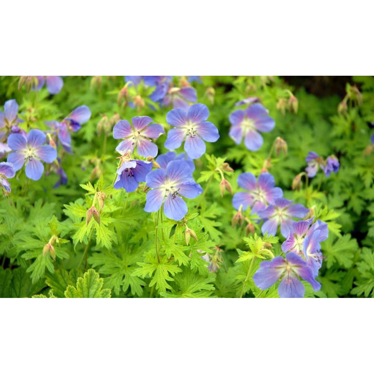 Pragt-storkenæb &apos;Johnson&apos;s Blue&apos;