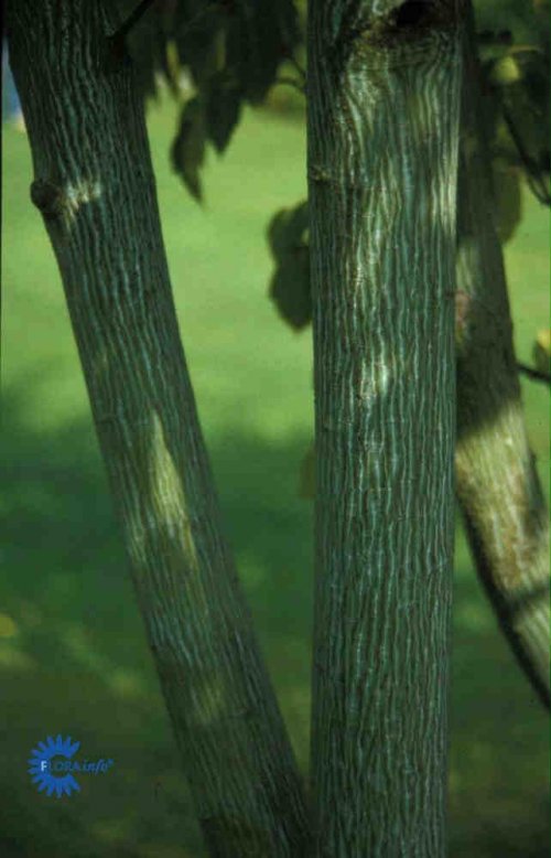 Acer rufinerve, Acer rufinerve, Barkfarve / Grene: Grålig Blad / Nåle: Lappede Blad / Nåle farve: Grønne Blomster str.: Små Blomsterfarve: Gule Blomstringstid 1: Maj Bredde: 2 - 3 meter Efterårsløv: Kobberrøde Frugt str.: Små Frugter: Brune Gødning: Melle