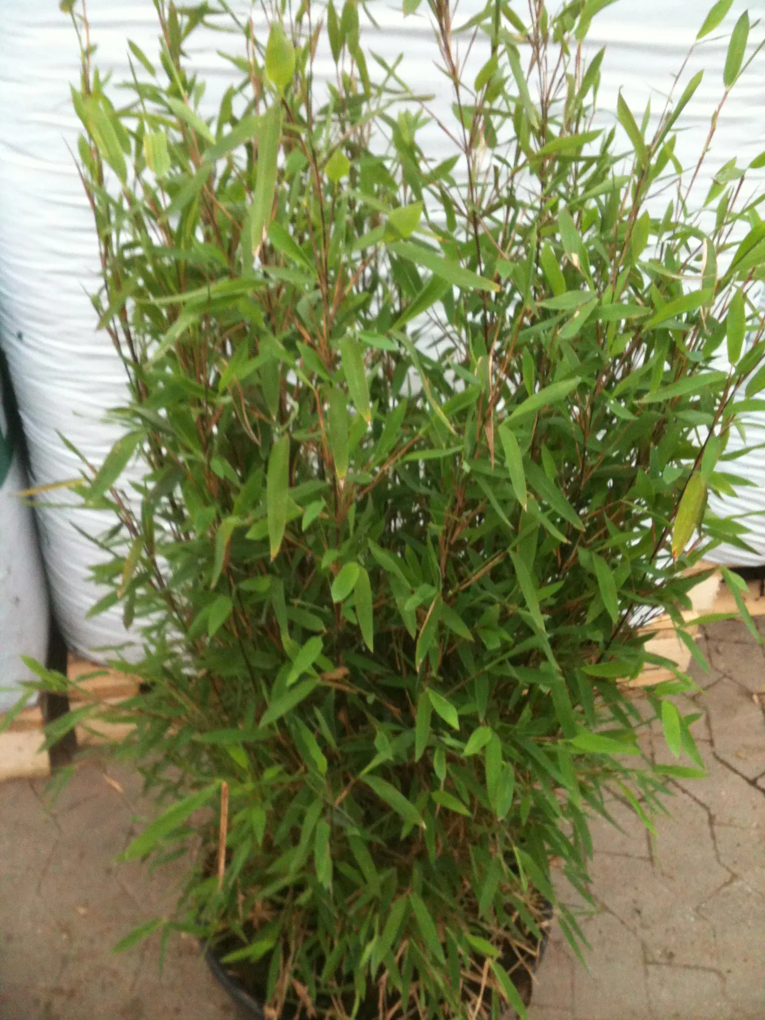 Fargesia nitida Pemo Trifina, Sort bambus Pemo Trifina, Fagresia Nitida Pemo Trifina er en flot hurtigvoksende have bambus,egner sig godt til hæk og skelplante.Fuld hårdfør. Højde:3-4 meter.