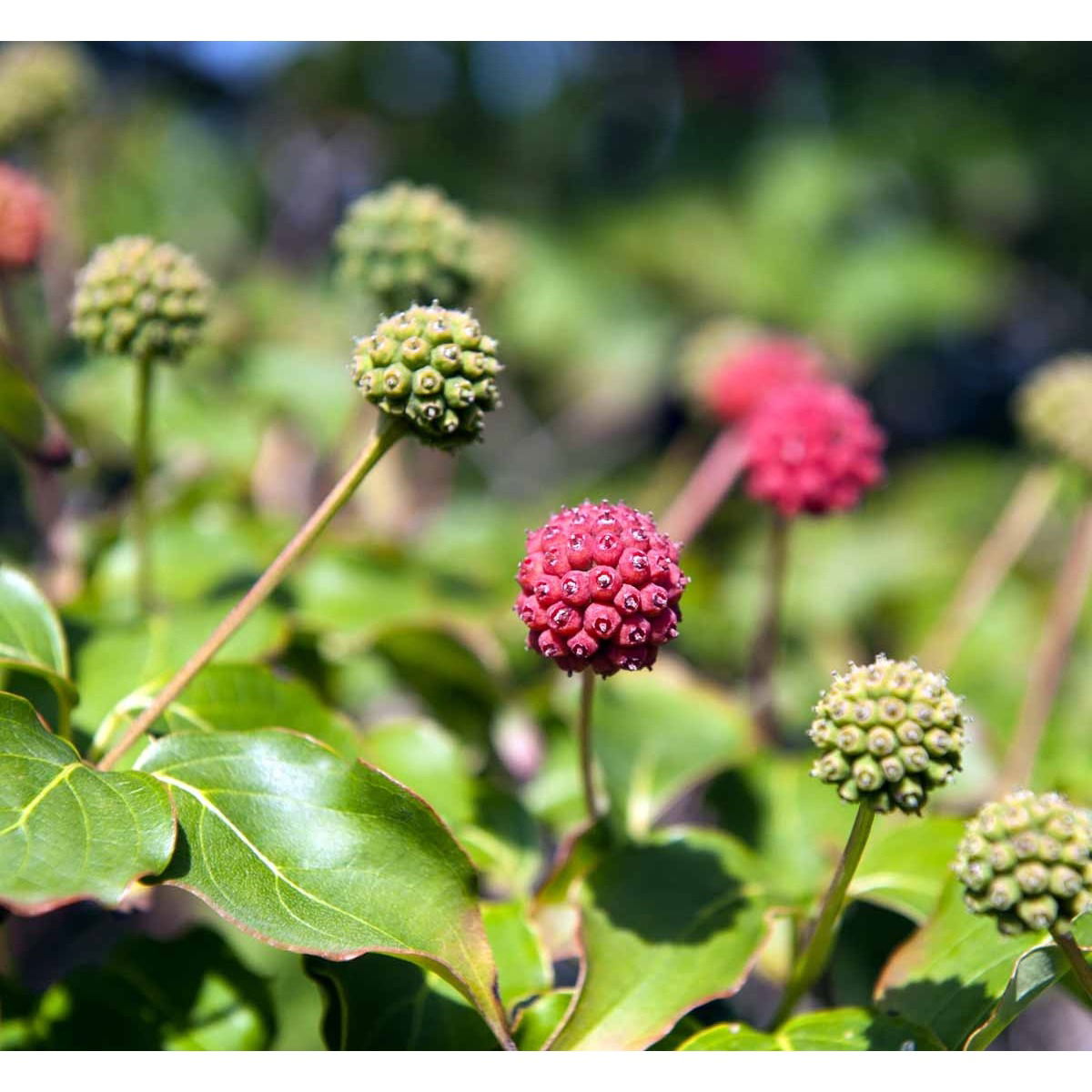 Koreakornel &apos;Milky Way&apos;