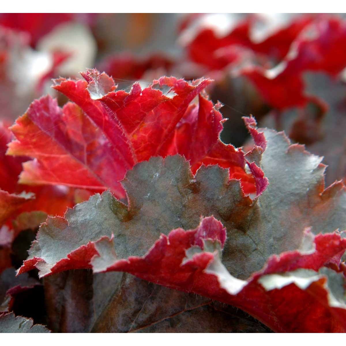 Alunrod &apos;Chocolate Ruffles&apos;