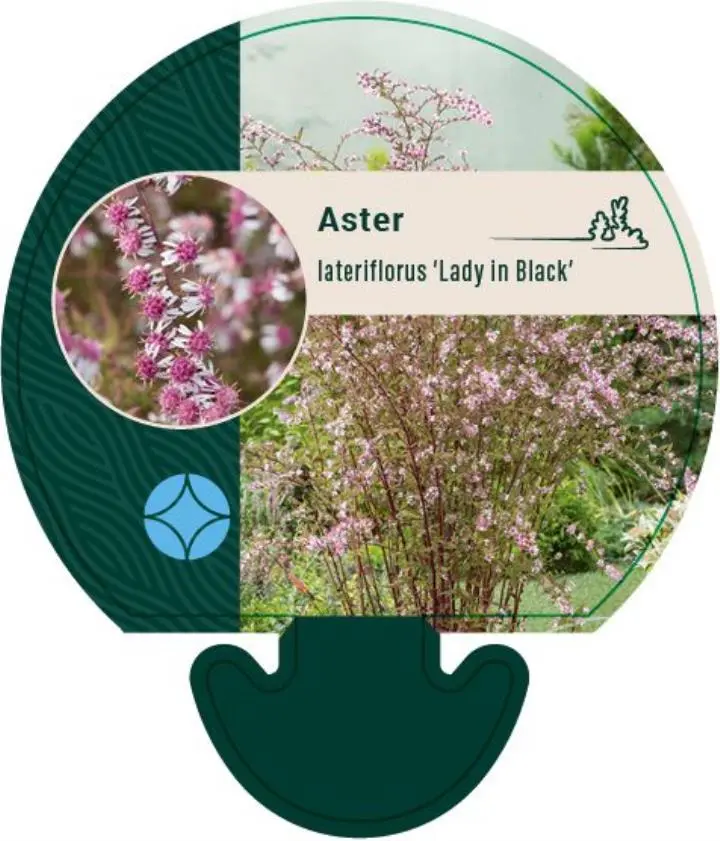 Asters 'Lady In Black' - Potte 0,8 Liter