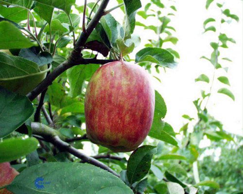 Æble &#39;Rød Gråsten&#39; - Havefrugttræ - A-kvalitet 4-8 grene. 120-160 cm. Potte, (M7)