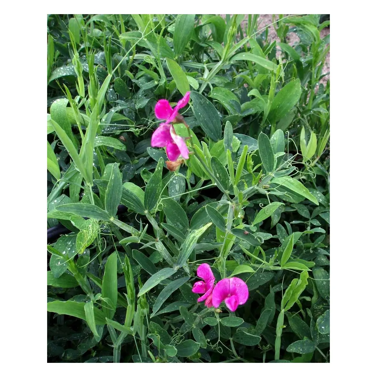 Flerårig Ærteblomst 'Rote Perle' ('Splendens') - Potte 1 liter