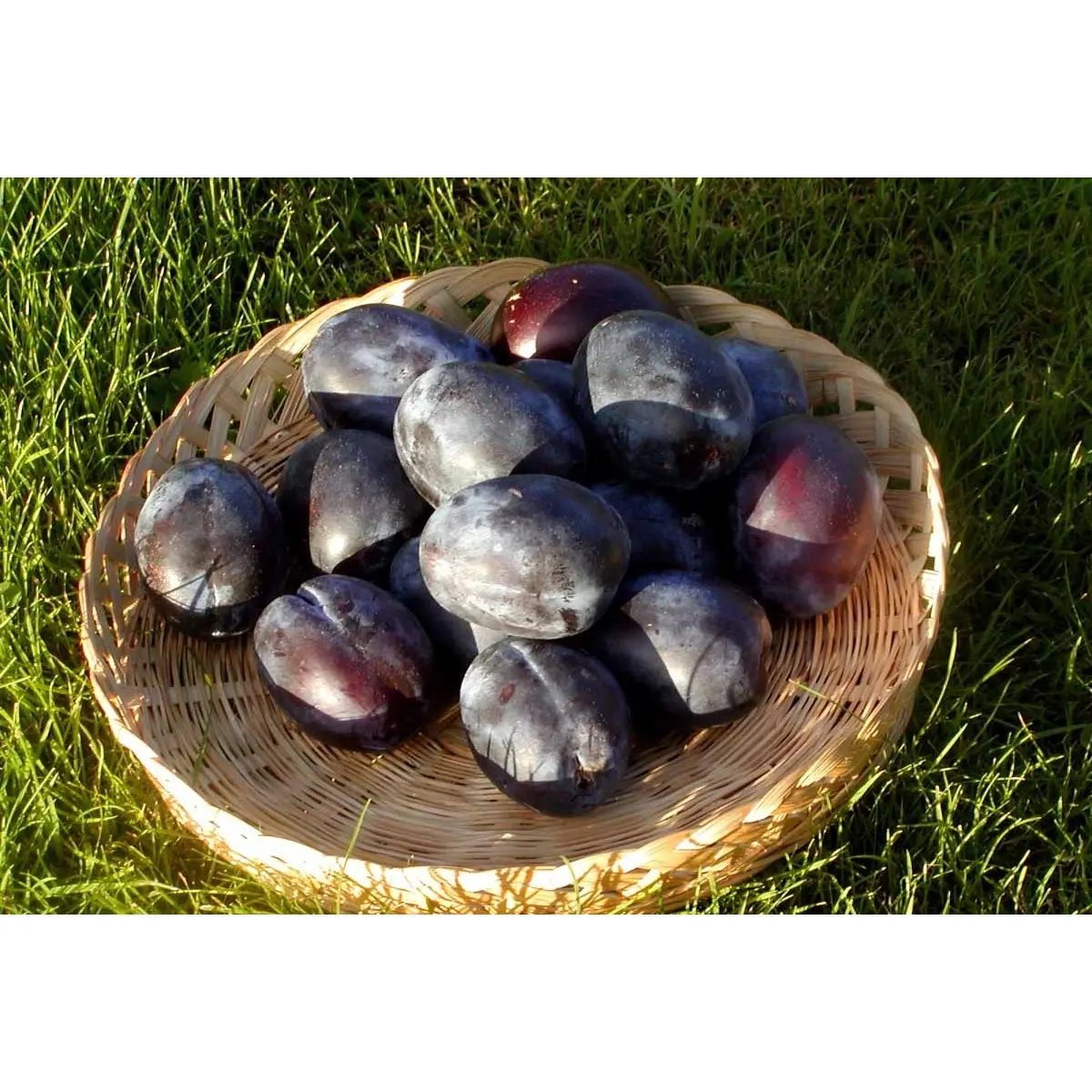 Sveskeblomme &#39;Italiensk Sveske&#39; - Havefrugttræ - A-kvalitet 4-8 grene, 130-170 cm. Potte 10 liter. (S.J.A.)