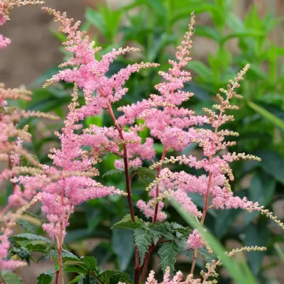 Astilbe