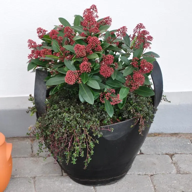 Skimmia japonica Rubella